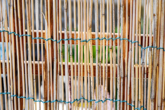 Screen of dry herbaceous stems as background closeup view