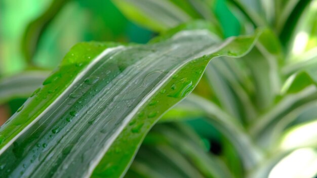 Screw pine plant tree or Pandanus sanderi sander decorated in the outdoor garden background 4K