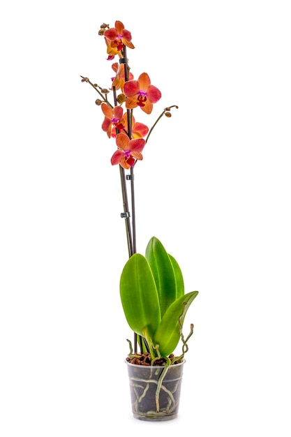 Scrub phalaenopsis orchid in a pot on a white background