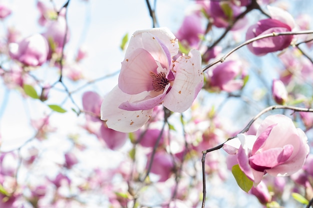 Scruffy magnolia, weather-beaten flower