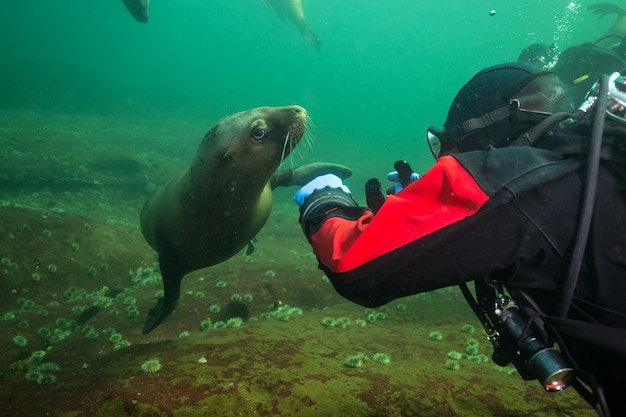 Scuba Diver interacting with a Sea Lion underwater