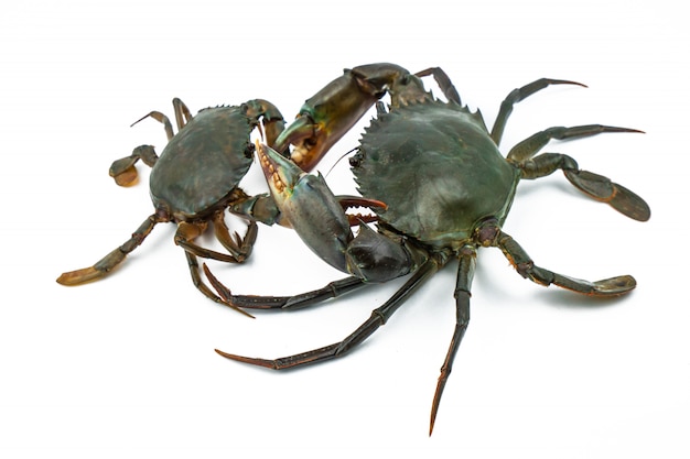 Scylla serrata. Big crab use the claw to fight small crab