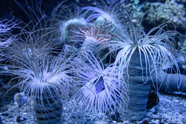 Sea anemone closeup view in ocean