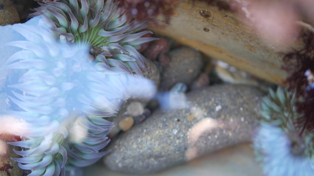 Sea anemone tentacles in tide pool water anemones in tidepool Actiniaria polyp