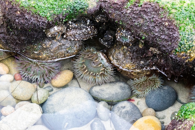 Sea anemone in tide pools on the shore