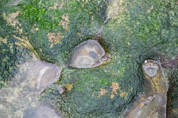 Sea anemone in tide pools on the shore