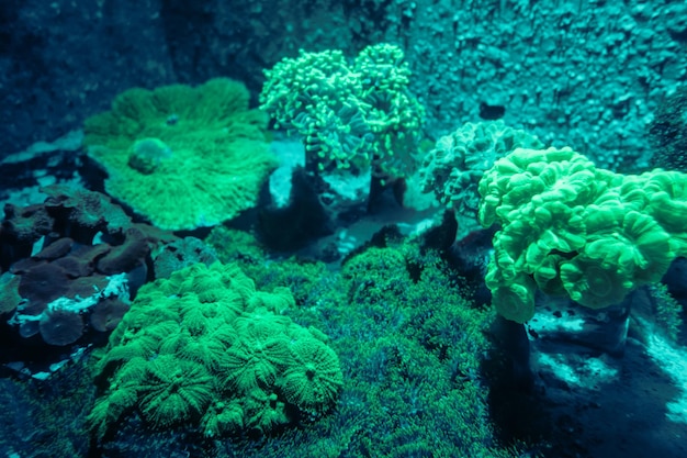 Sea anemone on a tropical coral reef