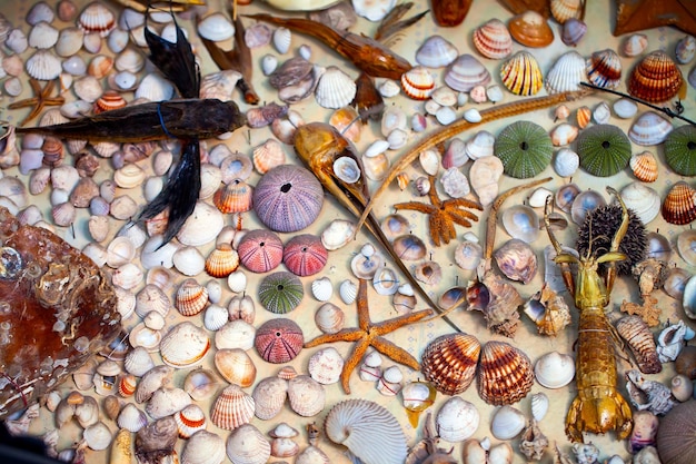 Sea Animal Dried Dead Fish and Seashell Background