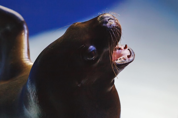 Sea animals fur seal swim in the dolphinarium in blue water.