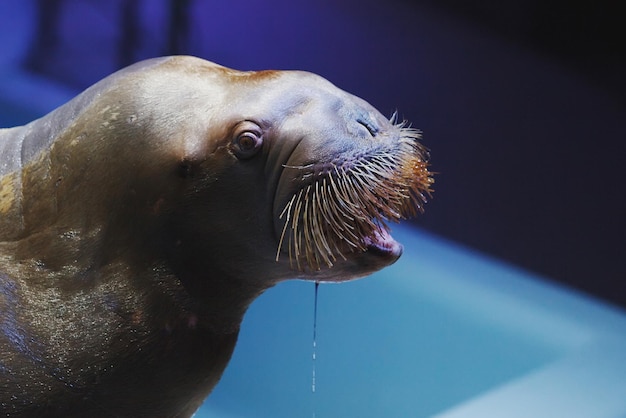 Sea animals fur seal swim in the dolphinarium in blue water.