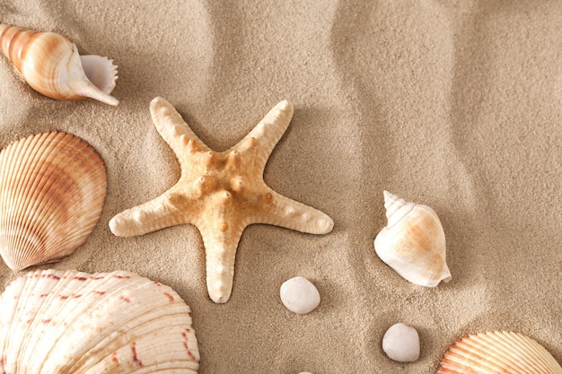 Sea beach sand background with seashells and starfish top view. Natural seashore textured surface