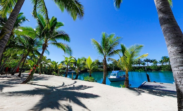 sea beach with coconut trees