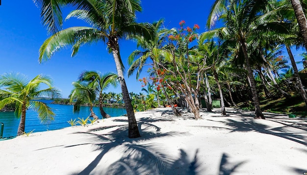 sea beach with coconut trees