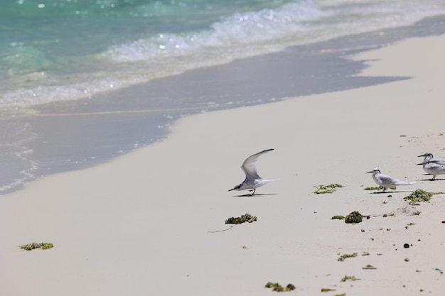 Photo sea birds flying on white sandy beaches in tropical island with clear blue sky and blue waters