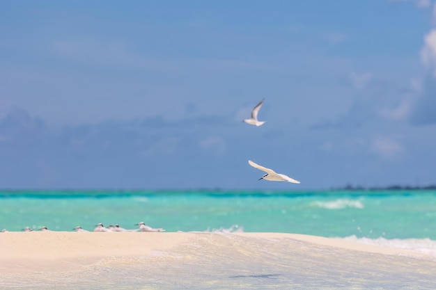 Sea birds flying on white sandy beaches in tropical island with clear blue sky and blue waters