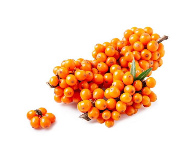 Sea buckcthorn berries on a white backgrounds