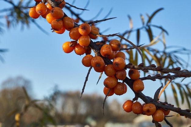 Sea buckthorn berries on a background of blue sky and green leaves.