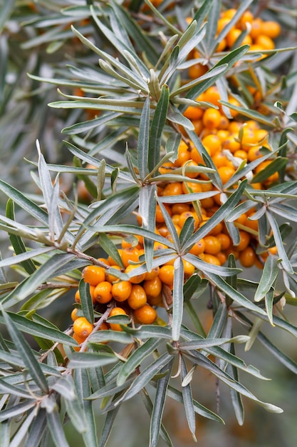 Sea buckthorn berries on a branch with leaves in blurred background.