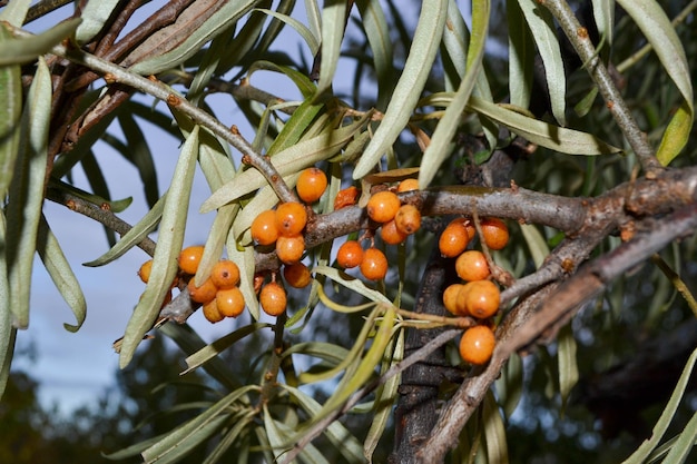 Sea Buckthorn berries on a branch