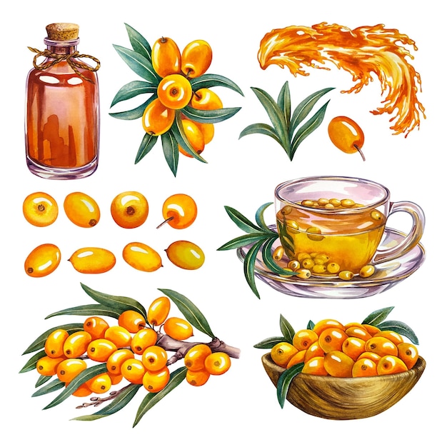 Sea buckthorn berries set. Watercolor illustration.