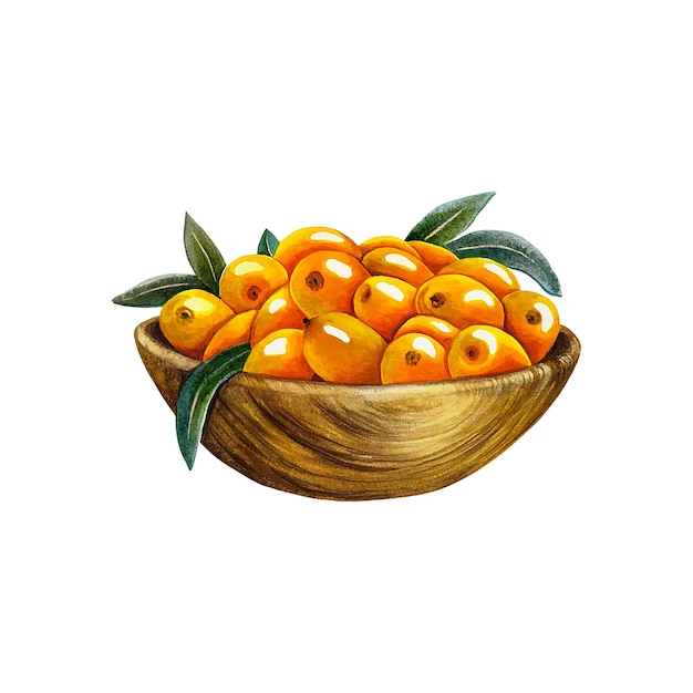 Sea buckthorn berries in a wooden bowl. Watercolor illustration.