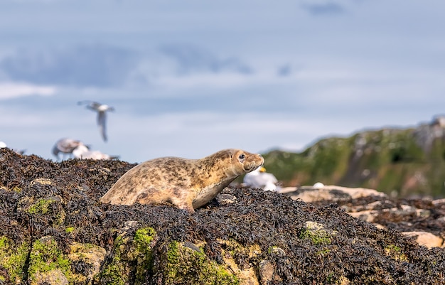 Sea Calf Baby relaxing at the beach of North Sea near Bass Rock in Scotland. UK