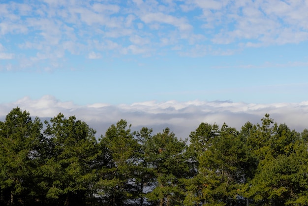 Sea of the cloud over the forest