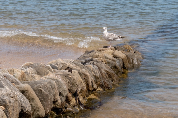 Sea coast bird on ears of anti-erosion rocks