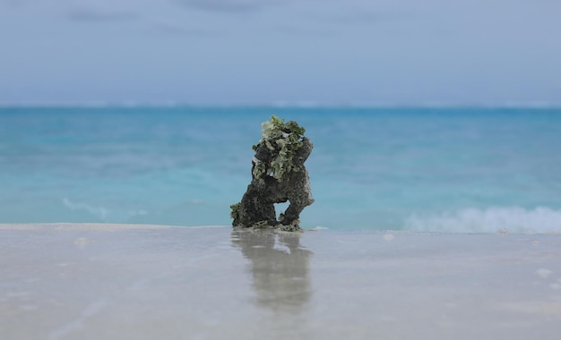 sea coral on white sand by the ocean