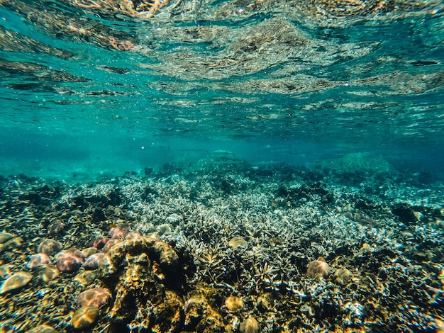 Under the sea corals and fish