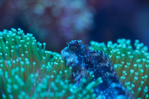 Sea corals Sarcophyton sp