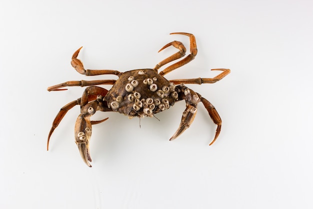 sea crab close-up