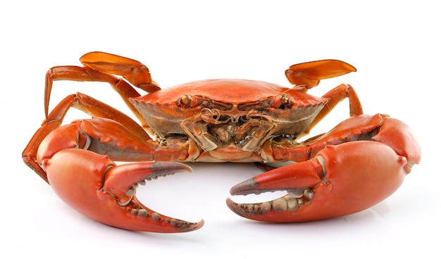 Sea crab isolated isolated