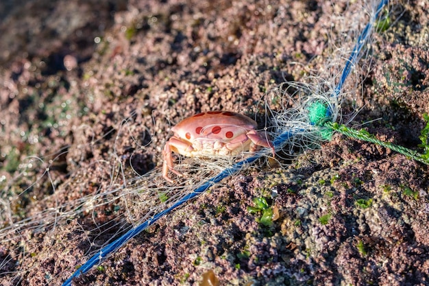 Sea crab sticking a fishing net on rock