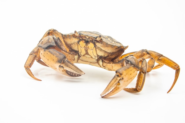 Sea crab on a white background