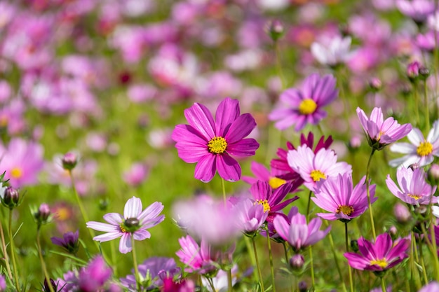 A sea of flowers composed of Persian chrysanthemums of various colors in the morning