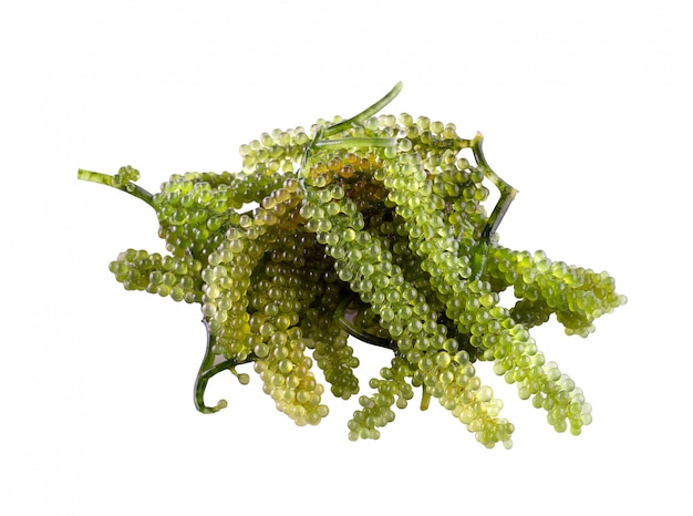 Sea grapes ( green caviar ) seaweed