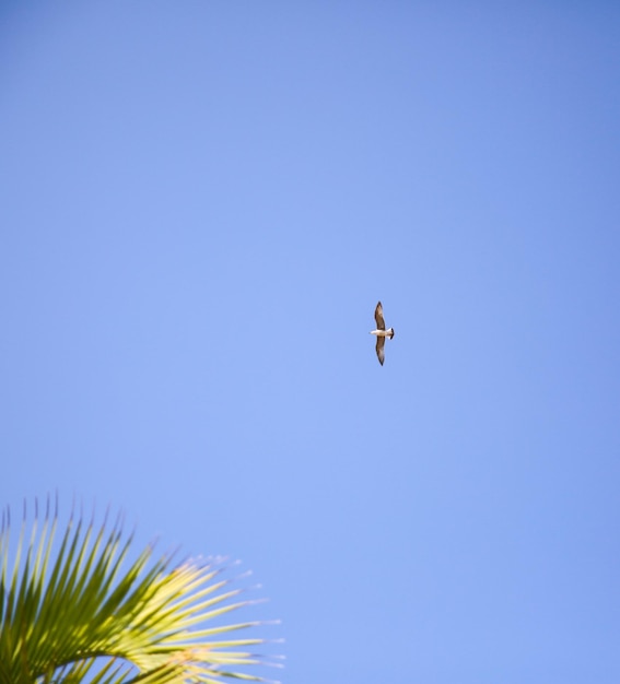 Sea gull flying high in the blue sky Palm tree on sunny day