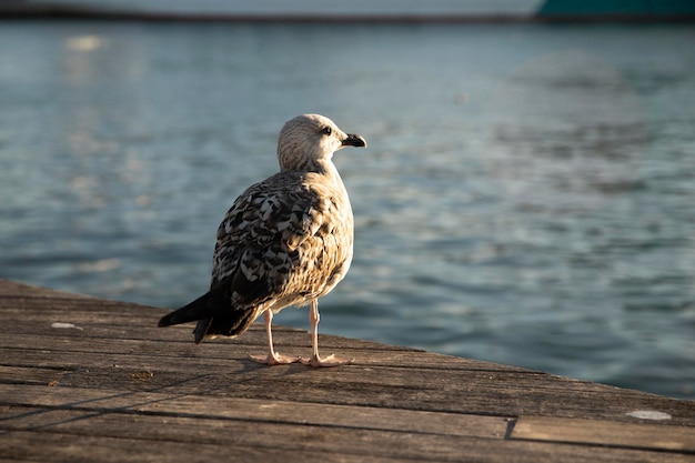 Sea gull klusha Seagull bird Bird by the sea and advertising space