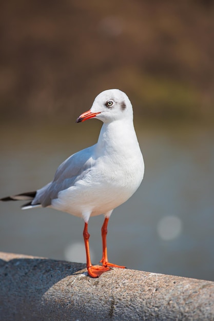 Sea gull standing on his feet on the beach at sunset Close up view of white birds seagulls walking by the beach against natural