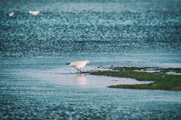 Sea gull