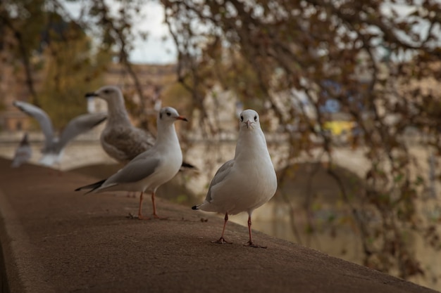 Sea gulls sitting on the embankment of the Tiber river in Rome Italy