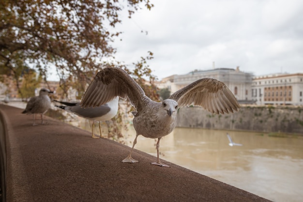 Sea gulls sitting on the embankment of the Tiber river in Rome Italy