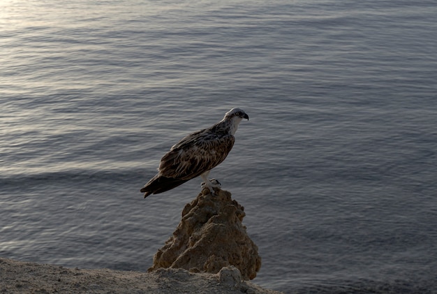 sea hawk osprey sidt on a stone near the sea