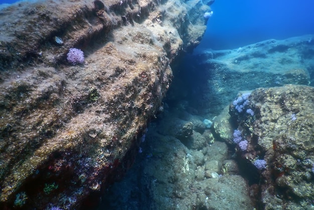 Sea Life Underwater Rocks Sunlight, Underwater Life