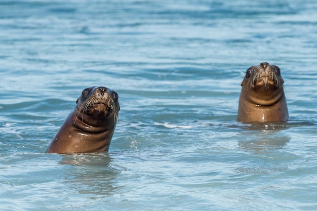 Sea lion on the beach in Patagonia