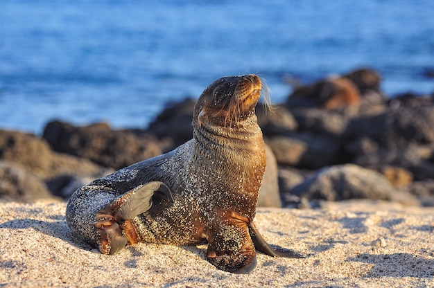 Sea lion on the beach