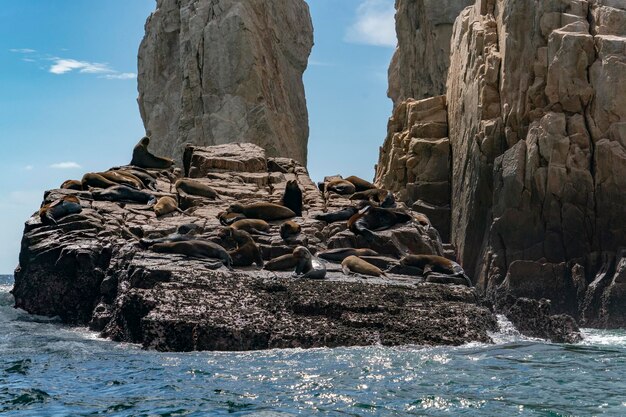 Sea lion colony seals relaxing on the rocks of cabo san lucas