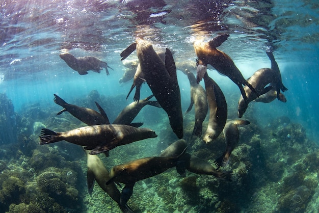 Sea lion family underwater in backlight