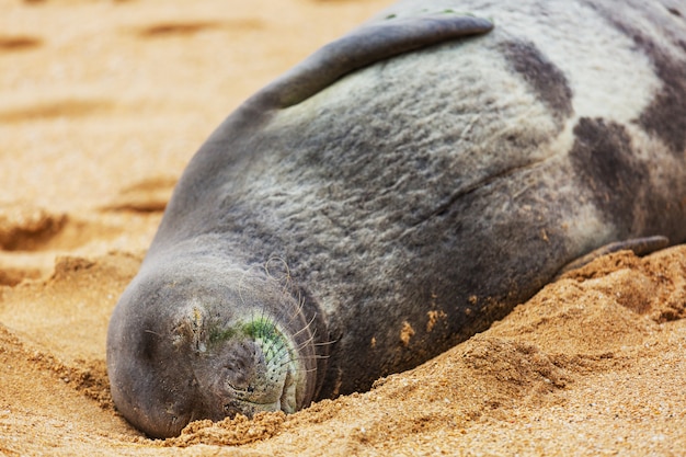 Sea lion in Hawaiian beach